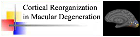 Cortical Reorganization in Macular Degeneration